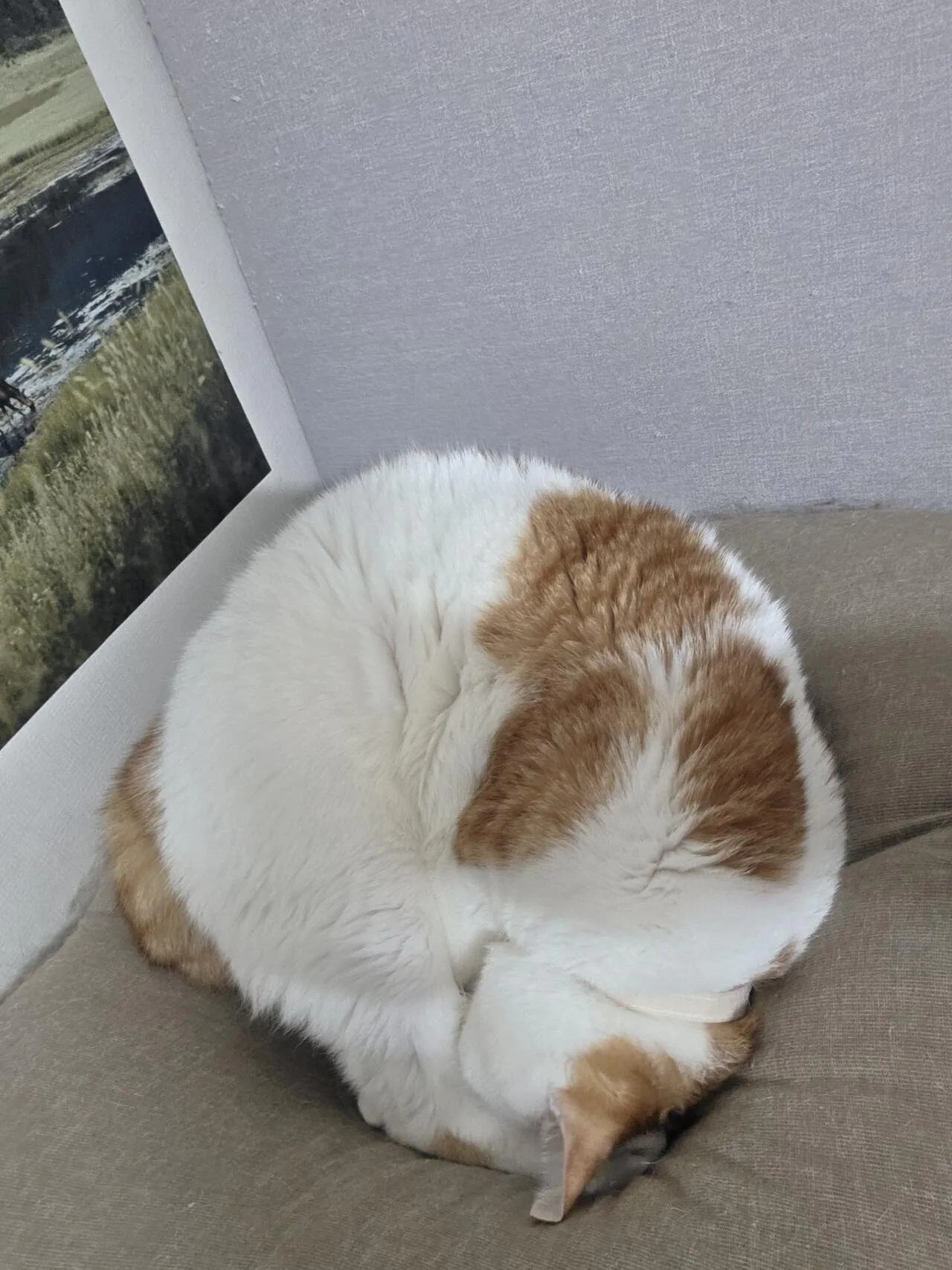 공이되어버린 고양이...