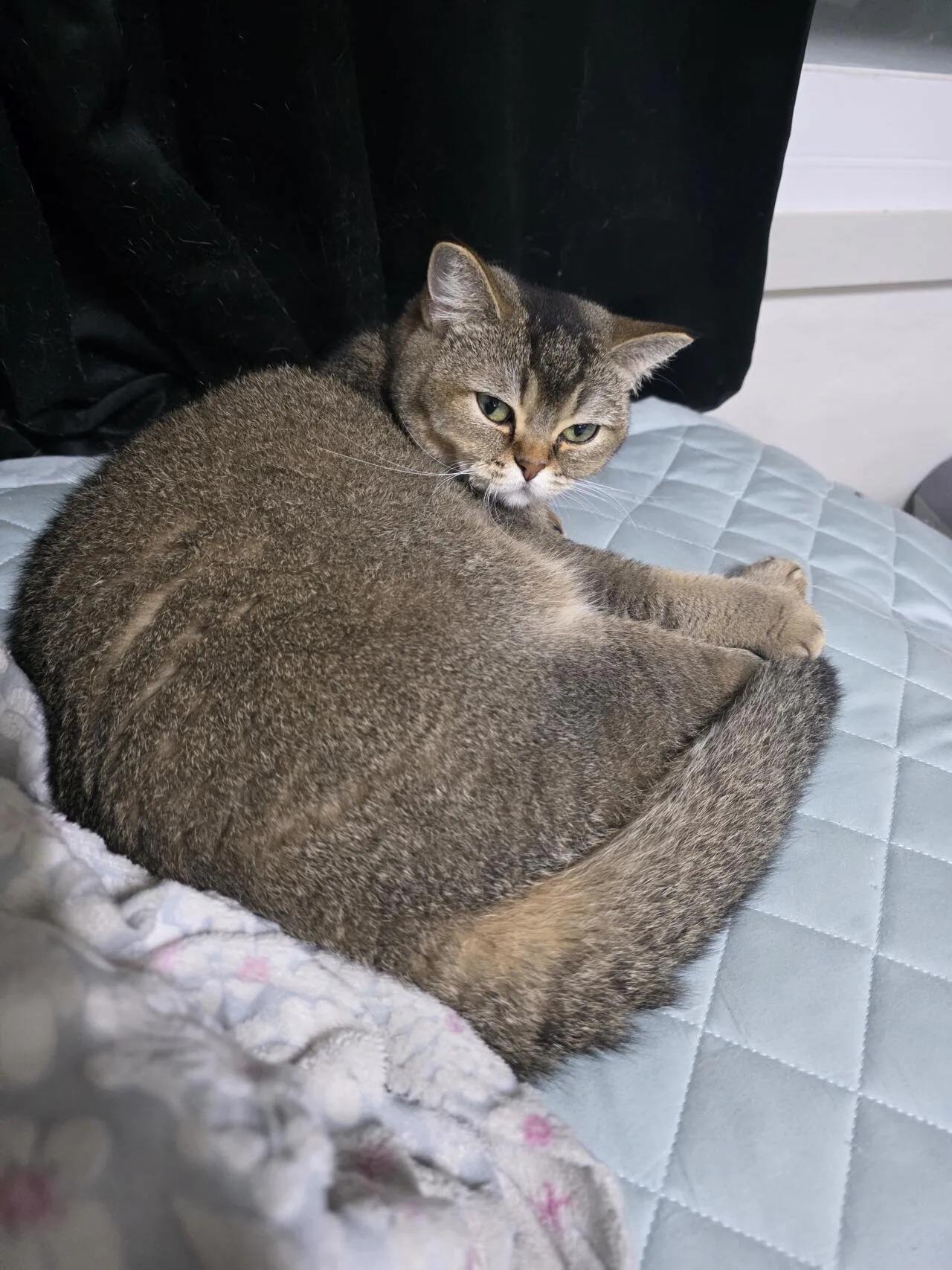 공이되어버린 고양이...