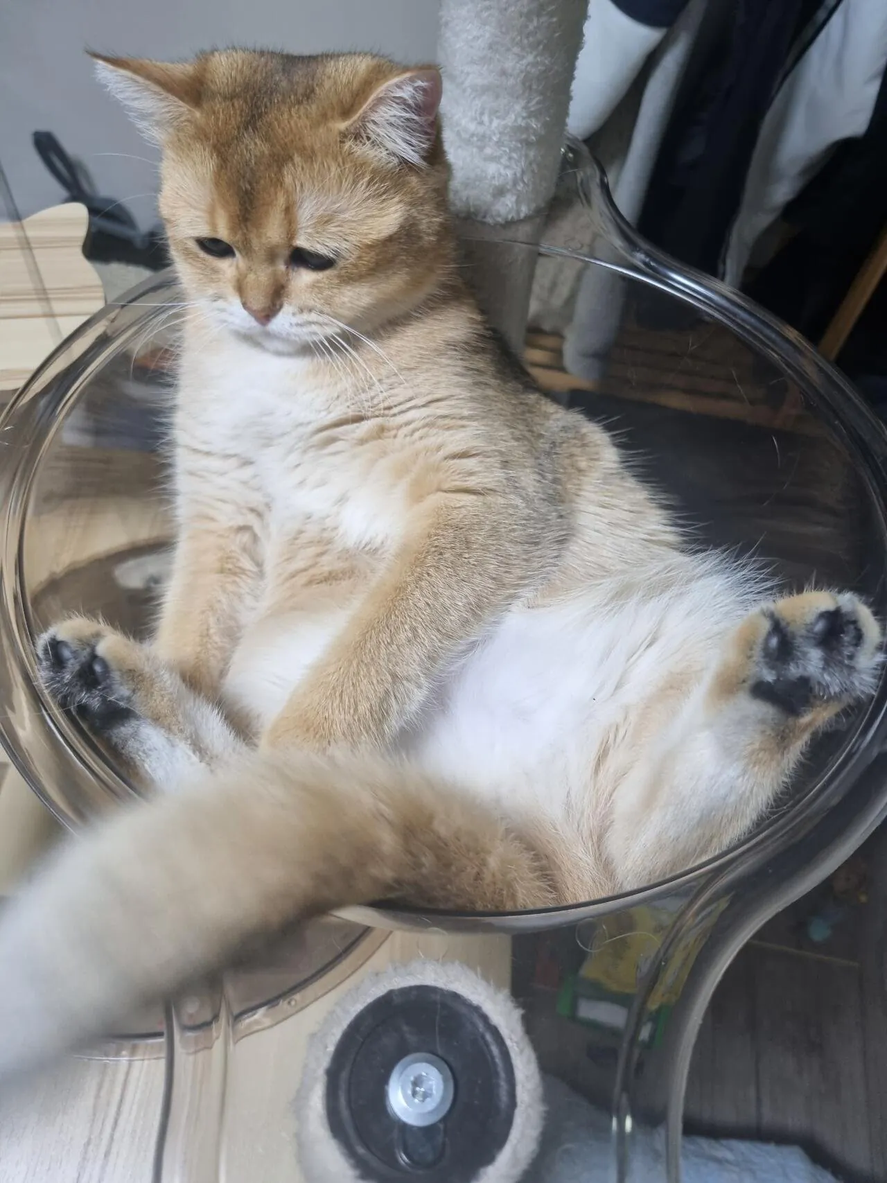울집 귀여운 브죳 보고가세요 :)