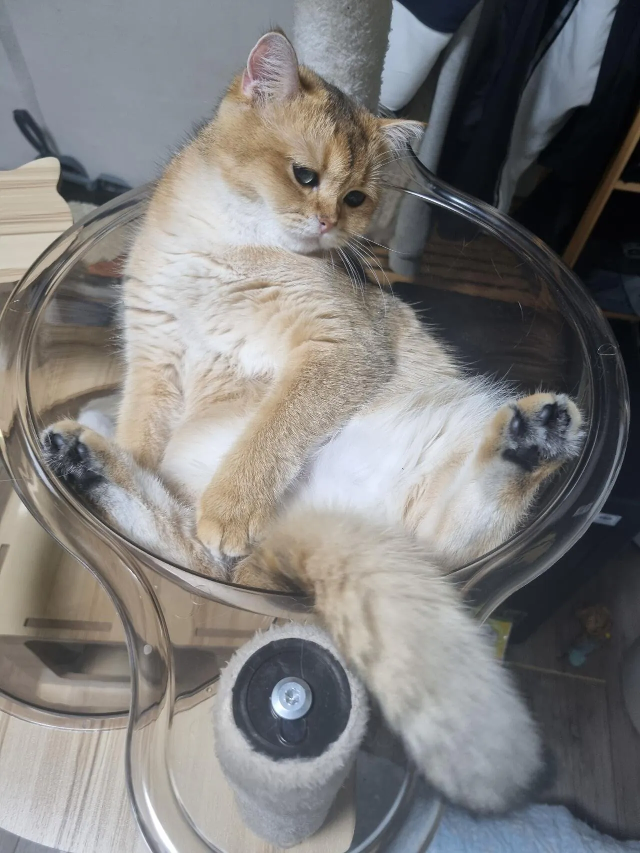 울집 귀여운 브죳 보고가세요 :)