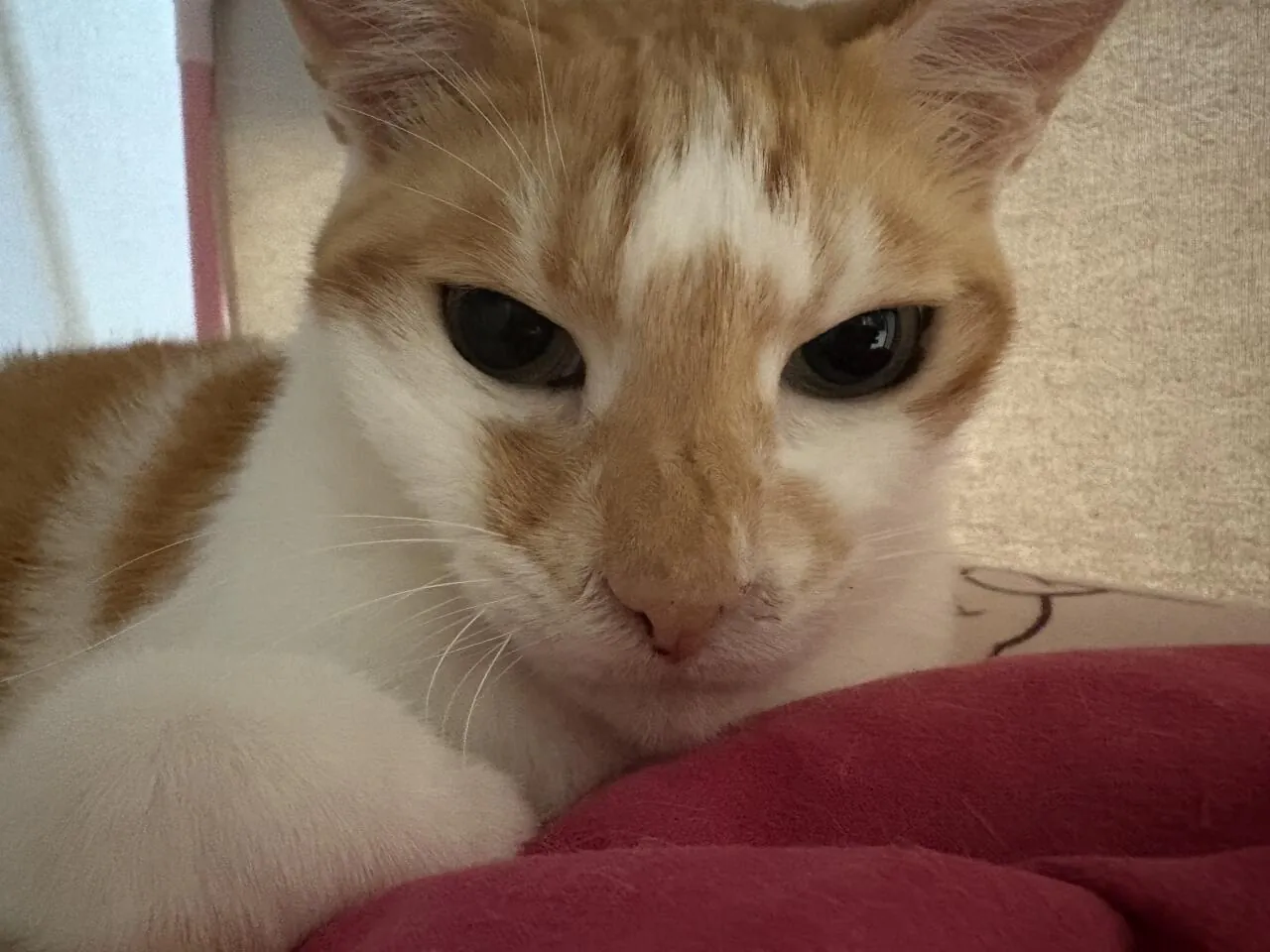13살 노묘 냥냥이