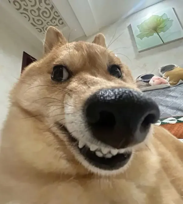 다채로운 얼빡