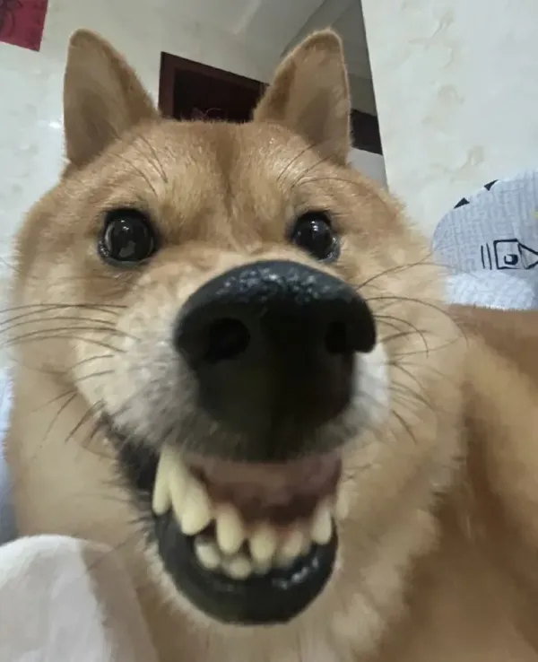 다채로운 얼빡