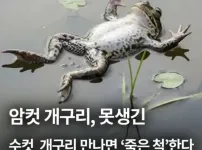 암컷 개구리가 못생긴 수컷 만나면 하는 행동
