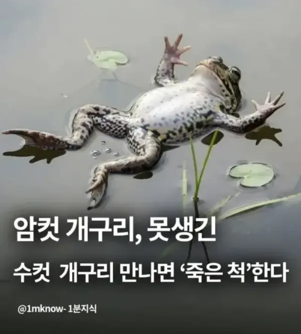 암컷 개구리가 못생긴 수컷 만나면 하는 행동