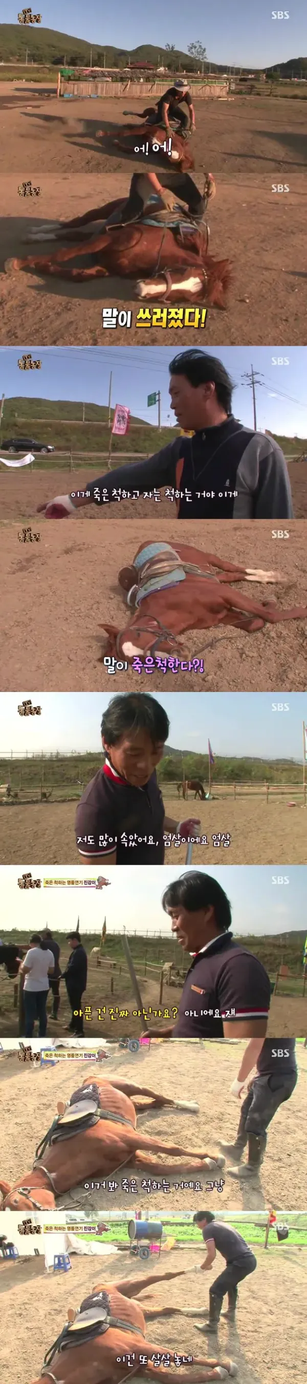 죽은 척하는 말