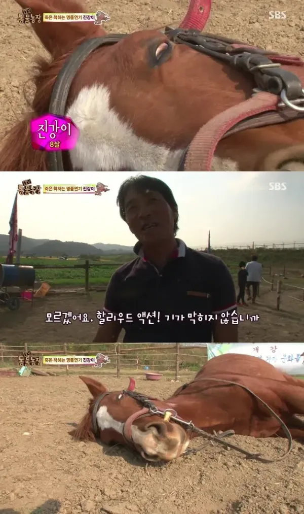 죽은 척하는 말