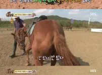 죽은 척하는 말