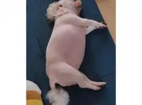 너무 살쪄서 털이라도 깎아 본 견주