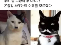 어느날부터 두 고양이가 미친듯이 싸웁니다