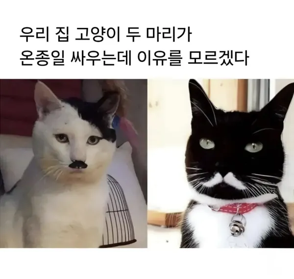 어느날부터 두 고양이가 미친듯이 싸웁니다