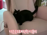 박수홍네 고양이 다홍이 근황