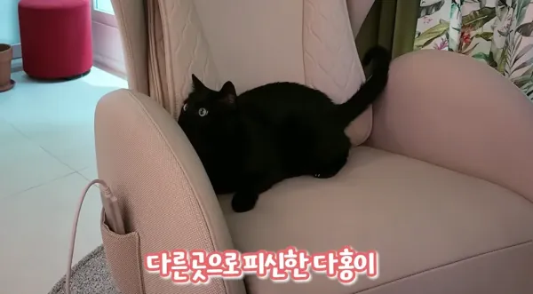 박수홍네 고양이 다홍이 근황