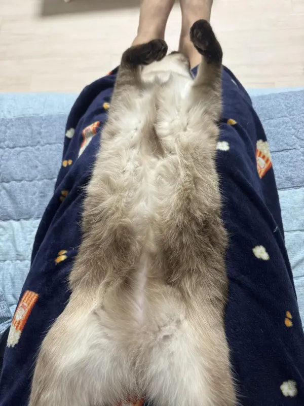 역변