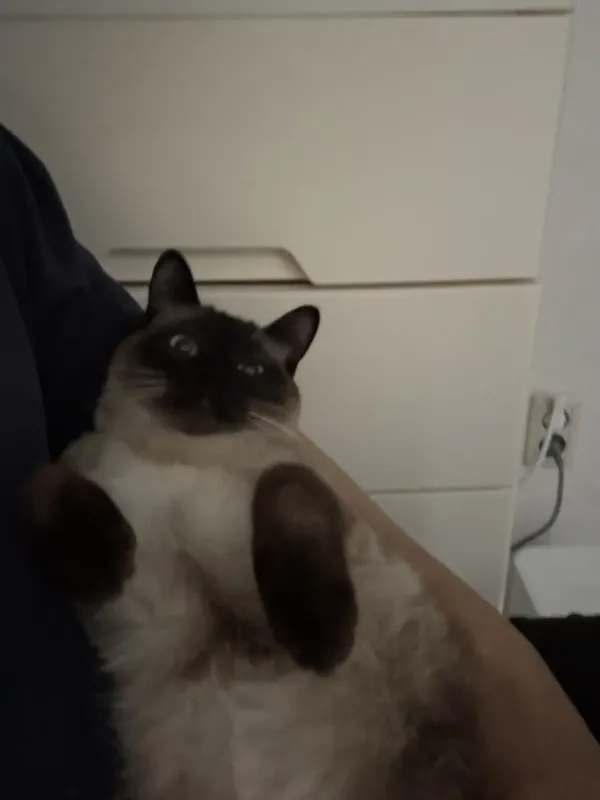 역변