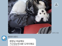 강아지유치원에 늦은 가나디