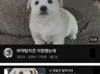 쉬었음 강아지