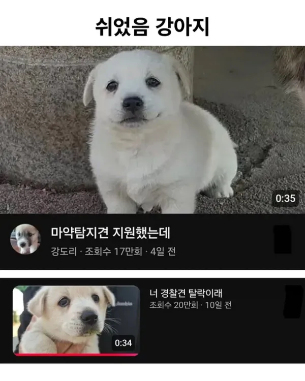 쉬었음 강아지