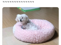 자다 일어난 강아지
