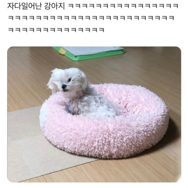 자다 일어난 강아지