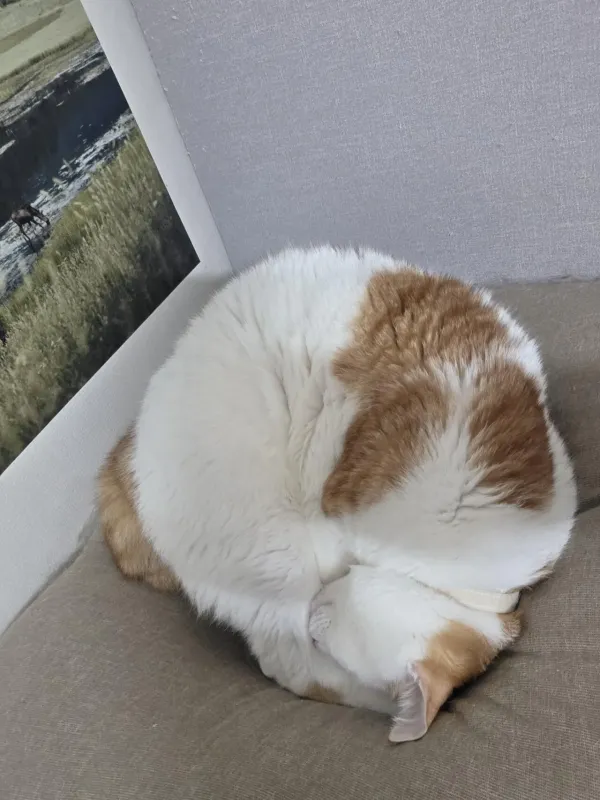 공이되어버린 고양이...