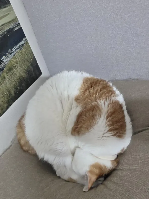 공이되어버린 고양이...