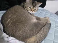 공이되어버린 고양이...