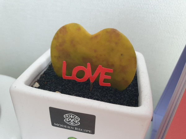선인장이 죽은거 같아요