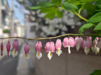 핑크 꽃망울