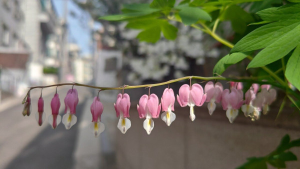 핑크 꽃망울
