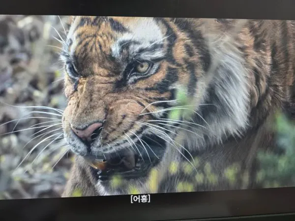 왕사남 밤티 호랑이 성형완료 애프터