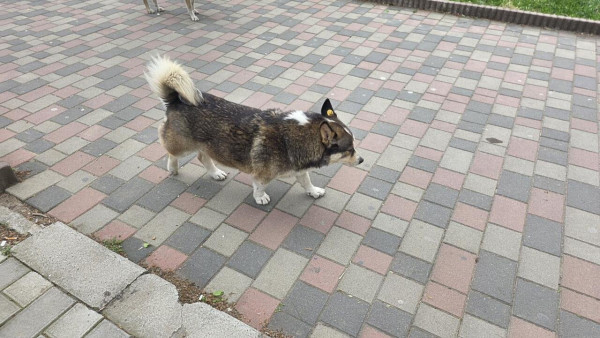 조지아특)