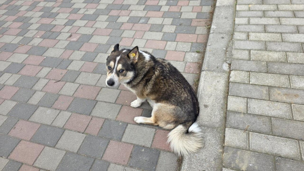 조지아특)