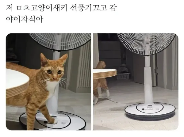 이정도 더위도 못참냥?