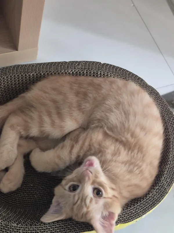 놓아라