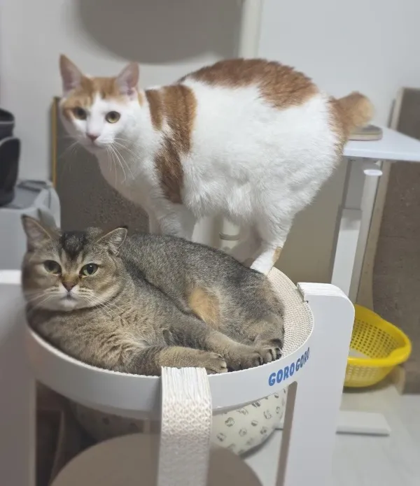 사이좋은 남매