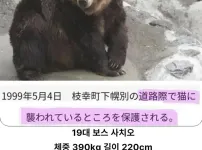 충격적인 일본의 곰 프로필 ㄷㄷ..JPG