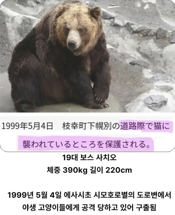 충격적인 일본의 곰 프로필 ㄷㄷ..JPG