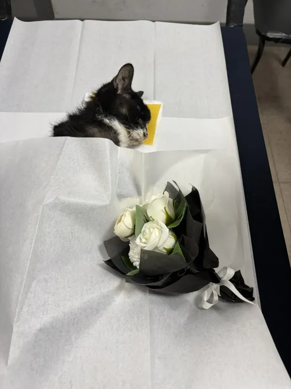 18년 살았던 우리집 고양이 오늘 떠났어