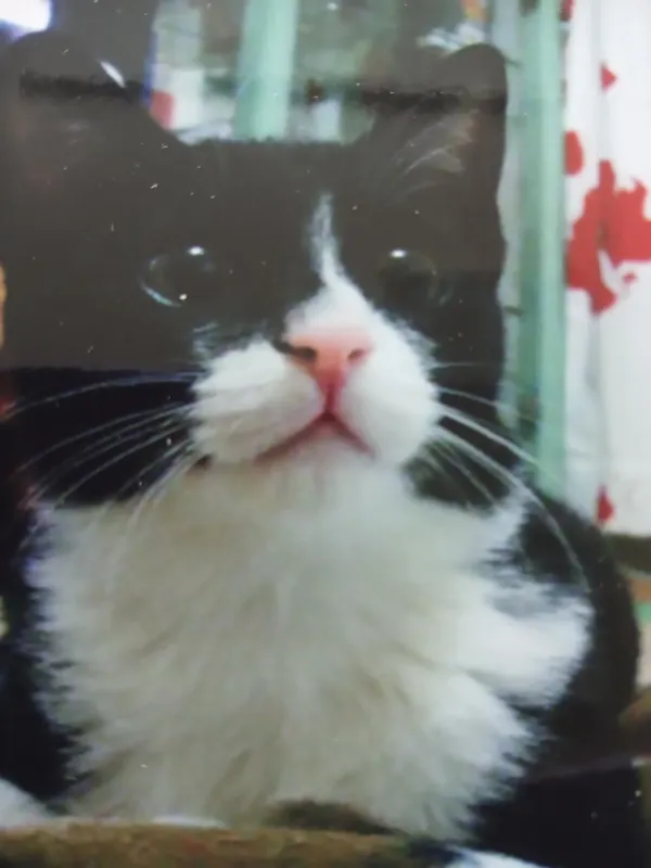 18년 살았던 우리집 고양이 오늘 떠났어