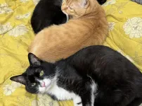 18년 살았던 우리집 고양이 오늘 떠났어