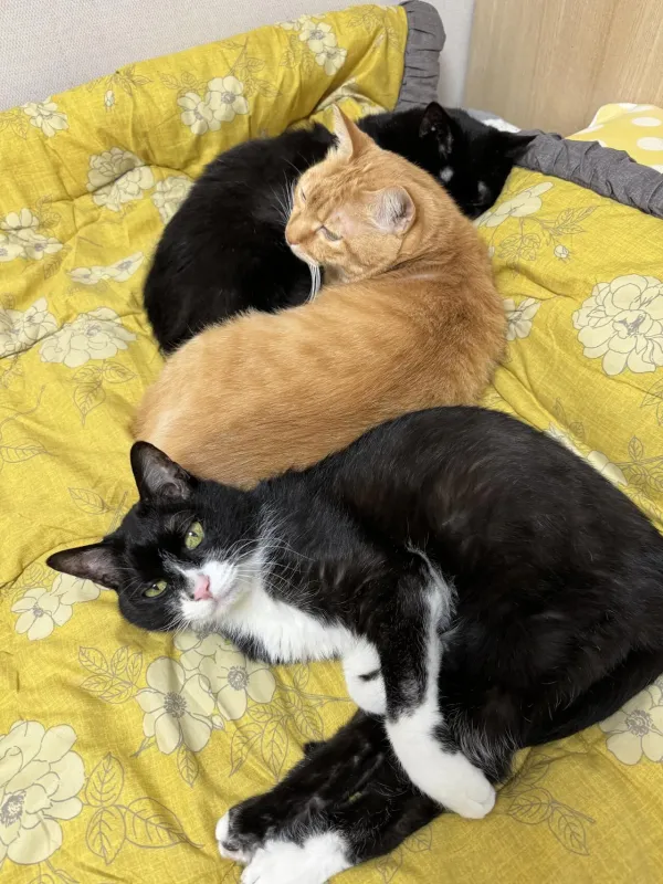 18년 살았던 우리집 고양이 오늘 떠났어