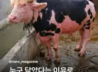 누구 닮았다는 이유로 유명해진 인도의 소