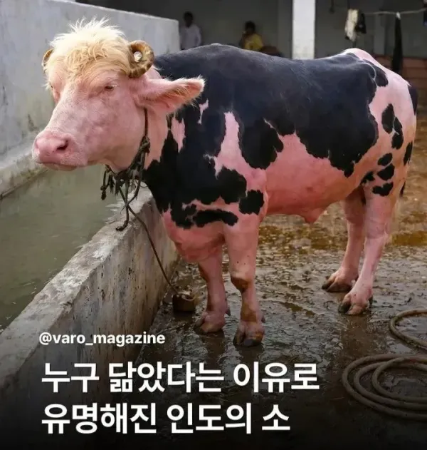 누구 닮았다는 이유로 유명해진 인도의 소