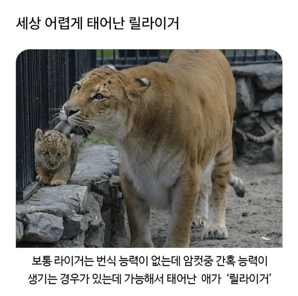어렵게 태어난 릴라이거