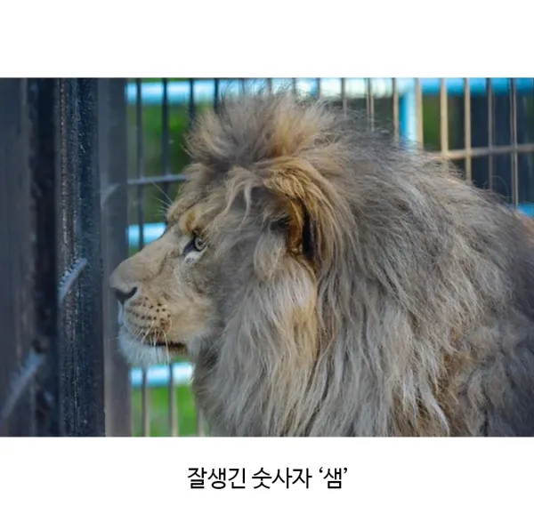 어렵게 태어난 릴라이거