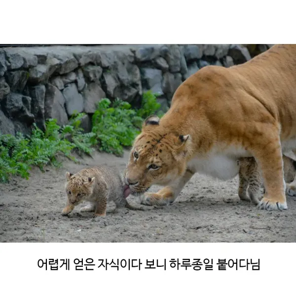 어렵게 태어난 릴라이거