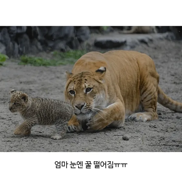 어렵게 태어난 릴라이거