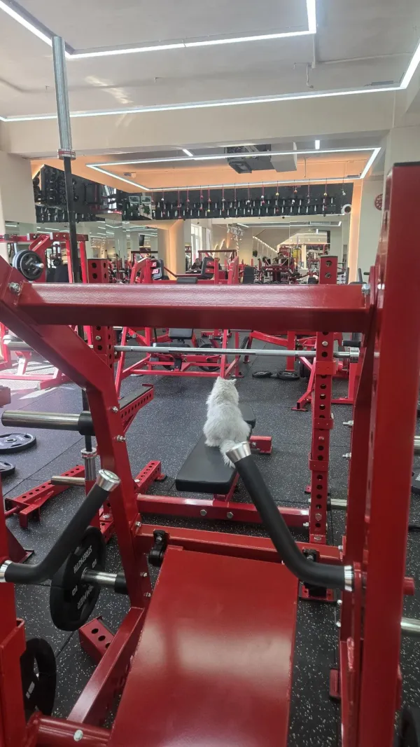 헬스장 냥이