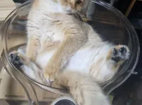 울집 귀여운 브죳 보고가세요 :)